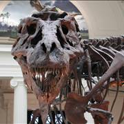 Museum Tyrannosaurus Rex